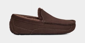 Ugg Ascot Men's Slippers Brown | UQMVGYO-68