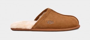 Ugg Scuff Men's Slippers Brown | DLUNCYI-70