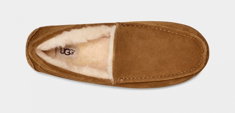 Ugg Ascot Men's Moccasins Brown | MREPKCZ-37