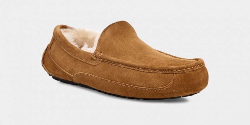 Ugg Ascot Men's Slippers Brown | CJYDTKR-80