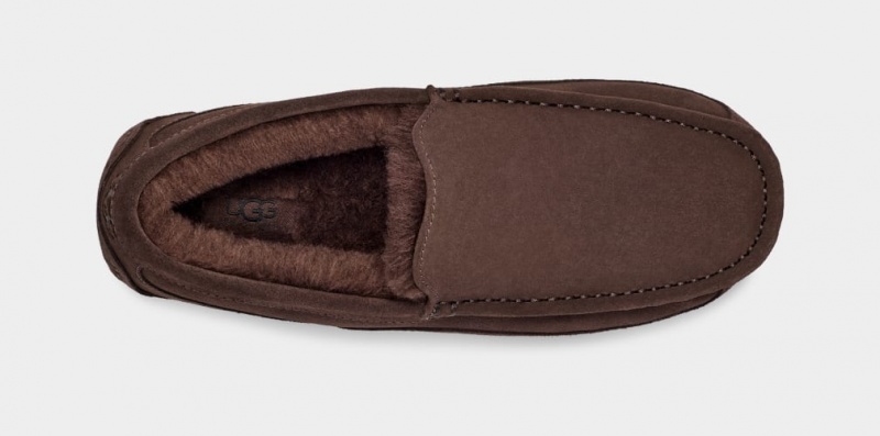 Ugg Ascot Men's Slippers Brown | UQMVGYO-68