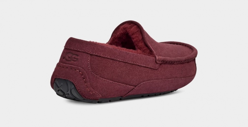 Ugg Ascot Men's Slippers Purple | MDPOWTZ-02